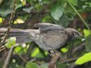 long-tailed-mockingbird_2.jpg