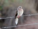 eared-dove.jpg