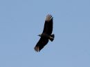 black-vulture.jpg