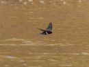 white-banded-swallow_1.jpg