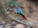 chestnut-fronted-macaw_1.jpg