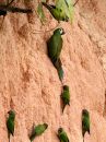 chestnut-fronted-macaw_4.jpg