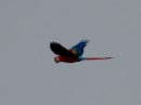 scarlet-macaw_3.jpg