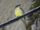 golden-crowned-flycatcher_1.jpg
