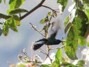 hummingbird_3.jpg