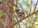 band-tailed-seedeater_01.jpg