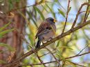 band-tailed-seedeater_02.jpg
