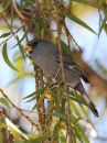 band-tailed-seedeater_03.jpg