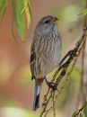 band-tailed-seedeater_04.jpg