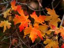 maple-leaves.jpg