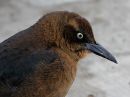 great-tailed-grackle_3.jpg