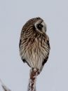 short-eared-owl_3.jpg