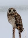 short-eared-owl_4.jpg