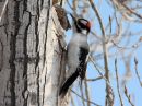 downy-woodpecker.jpg