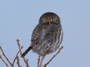 northern-pygmy-owl_1.jpg