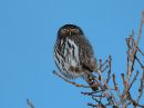 northern-pygmy-owl_2.jpg