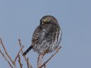 northern-pygmy-owl_3.jpg