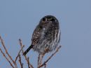 northern-pygmy-owl_4.jpg