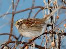 white-throated-sparrow_1.jpg