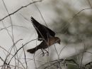 brown-headed-cowbird.jpg