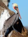 brown-pelican_1.jpg