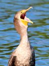 double-crested-cormorant_4.jpg