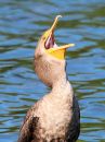 double-crested-cormorant_5.jpg