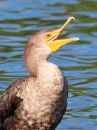 double-crested-cormorant_6.jpg
