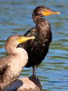 double-crested-cormorant_8.jpg