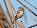 savannah-sparrow.jpg