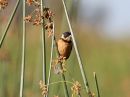 white-collared-seedeater_1.jpg
