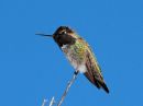 annas-hummingbird_1.jpg