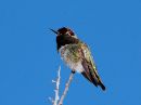 annas-hummingbird_2.jpg