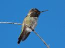 annas-hummingbird_5.jpg