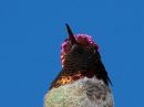 annas-hummingbird_6.jpg