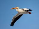 american-white-pelican_2.jpg