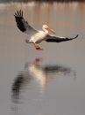 american-white-pelican_3.jpg