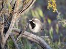 black-throated-sparrow_21.jpg