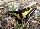 desert-black-swallowtail.jpg