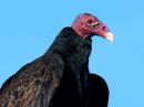 turkey-vulture_1.jpg