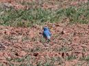 mountain-bluebird.jpg