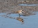 semipalmated-plover_3.jpg