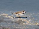 semipalmated-plover_4.jpg