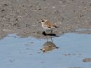 semipalmated-plover_5.jpg