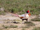 ring-necked-pheasant.jpg