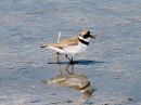 semipalmated-plover_1.jpg