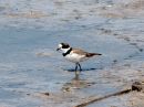 semipalmated-plover_2.jpg