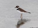 semipalmated-plover.jpg