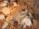 arizona-toad.jpg