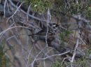 black-throated-gray-warbler.jpg